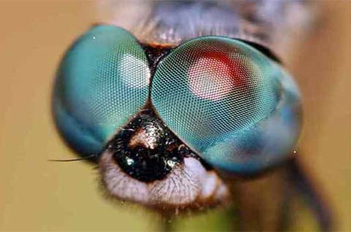 Những cặp mắt dị thường nhất của động vật (I)