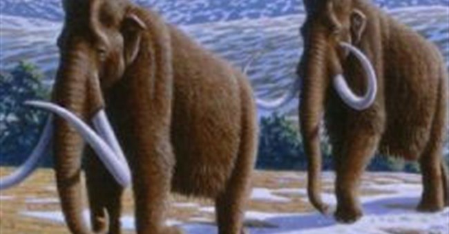 Giả thuyết mới về sự tuyệt chủng của voi ma mút