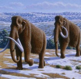 Giả thuyết mới về sự tuyệt chủng của voi ma mút