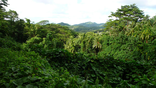 Đo lượng Carbon để cứu rừng nhiệt đới