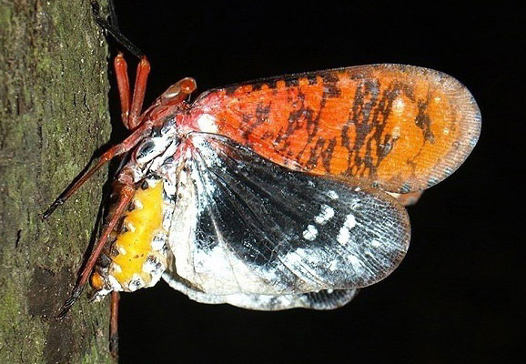 Những 