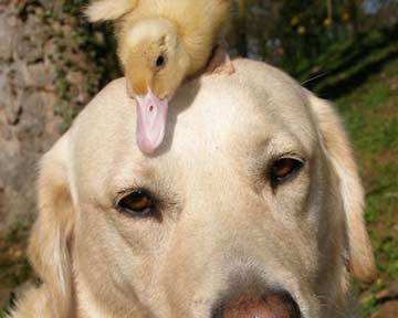 “Tình bạn” hiếm có giữa chó và vịt