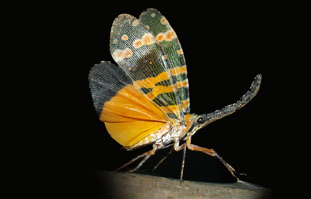 Những 