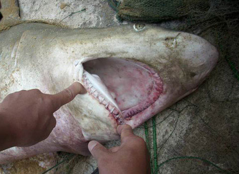 Cá mập ở Bình Định là tài nguyên đặc biệt