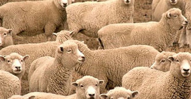 “Đũa thần” phát hiện virus truyền bệnh cho người và vật