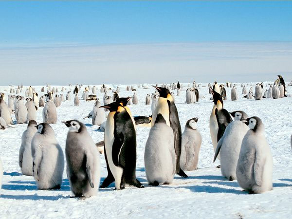 Chim cánh cụt hoàng đế Nam Cực nhiều gấp đôi