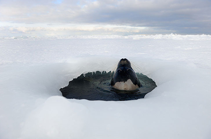Ảnh đẹp: Hải cẩu ngoi lên mặt hố bằng tan