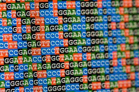 Biến thể gene HMGA2 có hai C và không có T làm cho người thông minh hơn