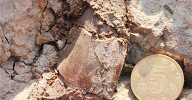 Trung Quốc phát hiện hóa thạch khủng long lớn chưa từng thấy 