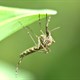 Brazil: Muỗi biến đổi gene thích ứng dần với tự nhiên