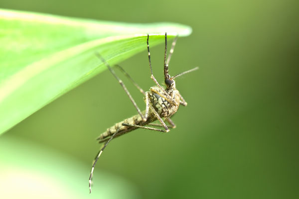 Muỗi đực biến đổi gene truyền gene độc cho con để chúng không thể trưởng thành và sinh sản. 
