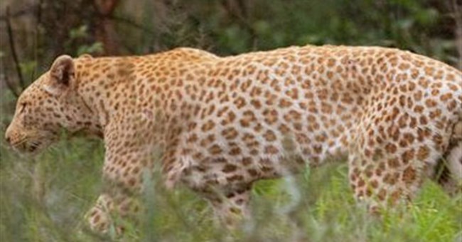 Lần đầu tiên phát hiện báo hồng