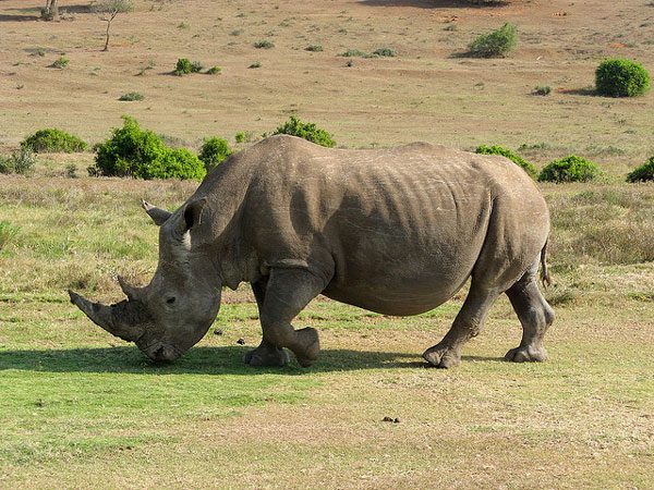 Nam Phi chống săn trộm tê giác bằng chip và DNA