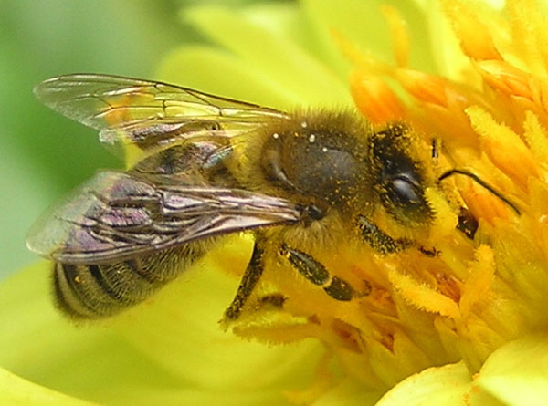 Ong mật giúp tìm cách phục hồi bệnh nhân hôn mê