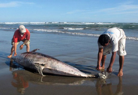 Hàng trăm cá heo chết bí ẩn tại Peru