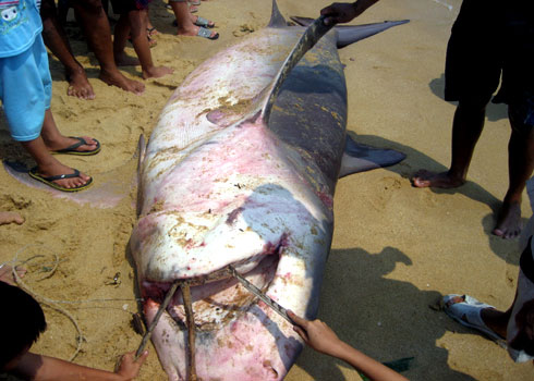 Lắp đặt hệ thống cảnh báo cá mập ở Bình Định