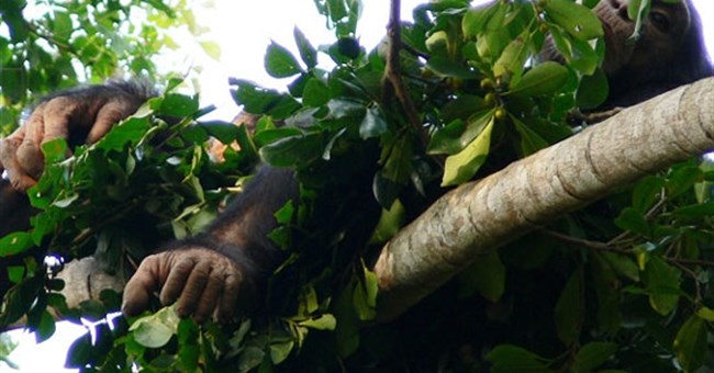 Động vật linh trưởng cũng làm tổ