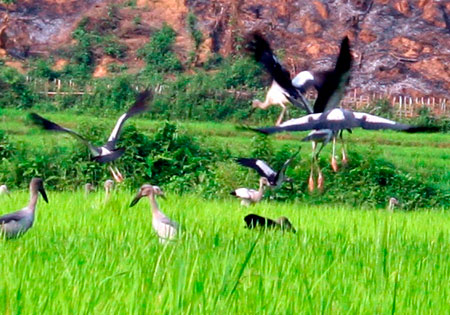 Xuất hiện đàn chim “lạ” gần Công trình thủy điện Lai Châu 