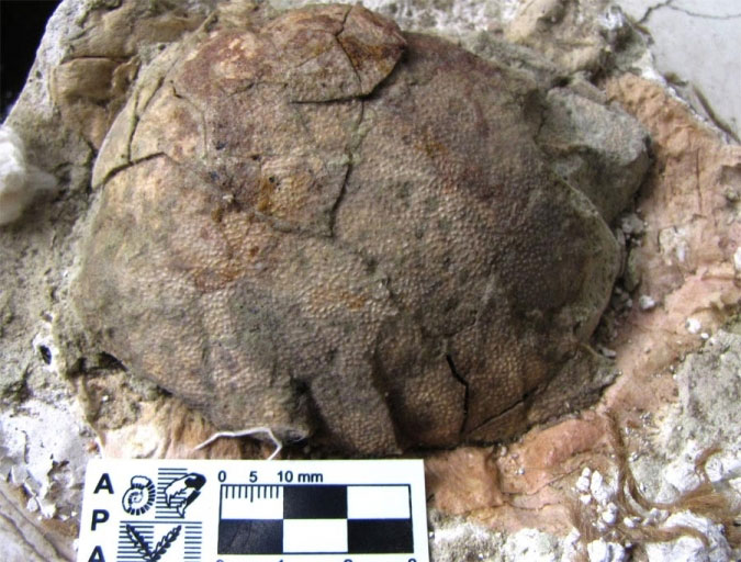 Phát hiện hóa thạch trứng khủng long tại Argentina - KhoaHoc.tv