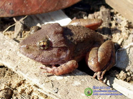 Cận cảnh loài ếch cổ đại chỉ có ở Việt Nam