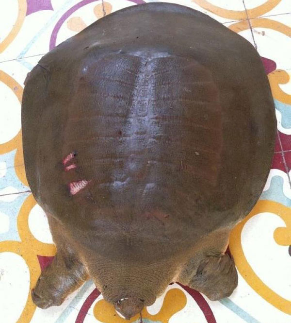 Rùa cantor mai mềm tại Campuchia