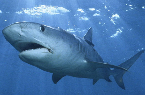 Số lượng cá mập sống ở dải đá ngầm tại TBD giảm 