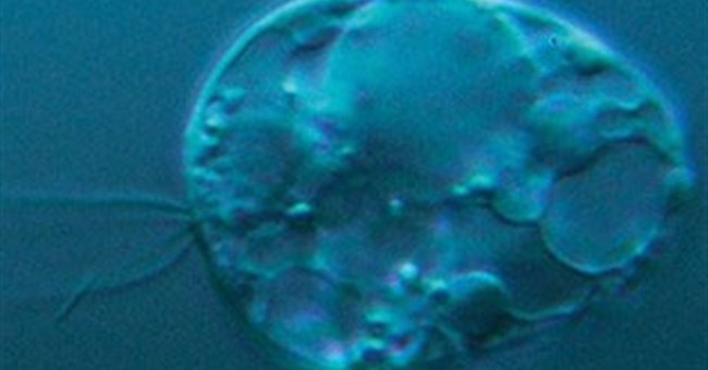 Tìm thấy cơ thể sống cổ xưa nhất trên thế giới