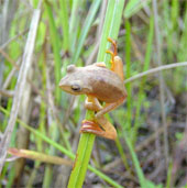 Kỳ lạ loài ếch Việt Nam bỗng dưng đổi màu khi giao phối