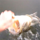 Video: Câu cá bằng tay không khó tin