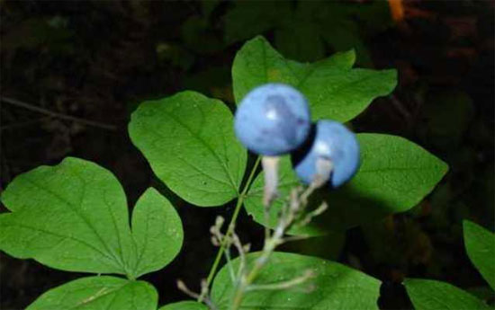 Những 