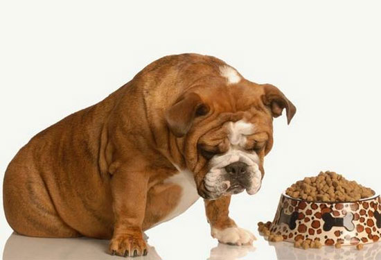 Ăn nhầm thực phẩm chó, mèo có nguy hiểm?