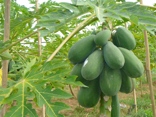 Những 