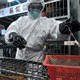 Hai người Trung Quốc chết vì cúm gia cầm H7N9