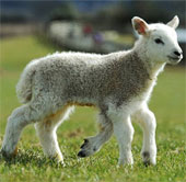 Cừu 5 chân chào đời ở Anh