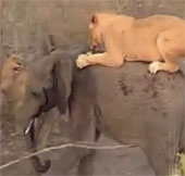 Video: Đàn sư tử đói xé xác cả voi rừng