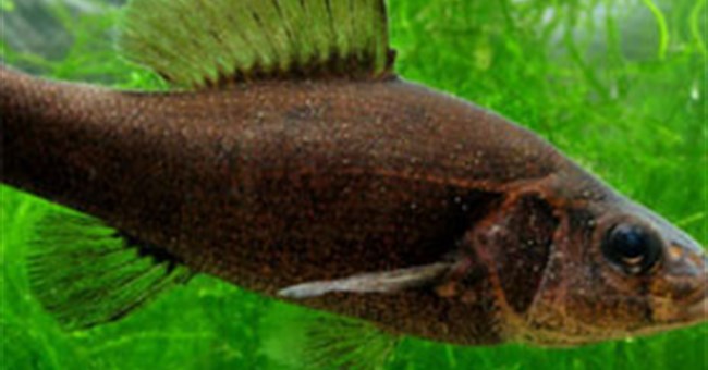 Phát hiện cá cướp biển "trang bị" vũ khí hoá học