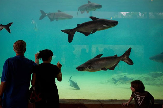River safari