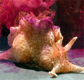 Video: Thỏ biển dùng tuyệt chiêu bịt lỗ mũi tôm hùm