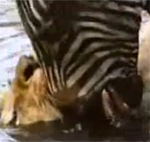 Video: ngựa vằn tung "độc chiêu" dìm sư tử xuống bùn