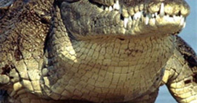 Những điều thú vị về loài cá sấu