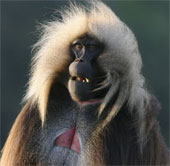 Loài khỉ biết "nói" như người