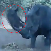 Video: Rợn người cảnh tê giác húc lợn rừng... bay lên trời