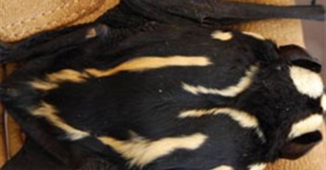 Phát hiện "dơi gấu trúc" ở Nam Sudan