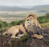 Mèo nhà "giỡn mặt" sư tử, "săn đuổi" voi châu Phi