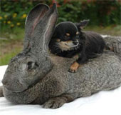 Video: Ngắm chú thỏ “khủng” nhất thế giới