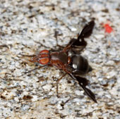 Loài ruồi cái ăn… tinh trùng khi giao phối