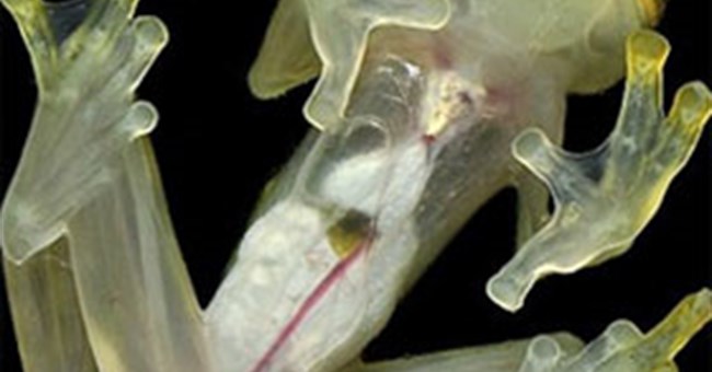 Ếch "vô hình" để tránh kẻ thù