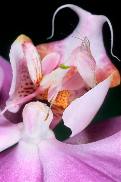 Đây là một chiến thuật ngụy trang tuyệt vời, khiến bọ ngựa phong lan trở nên “tàng hình” khi lẩn vào những đóa phong lan.