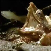 Video: Mẹo bắt cá của "rùa quái thú"