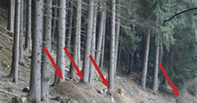 Kiến đỏ dự báo được động đất